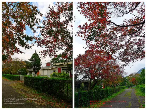 ◎【陽明山 賞楓前線】初冬賞紅葉，台北這回也楓了！
