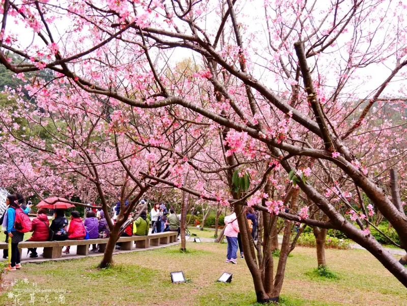 【台北-士林區】2017陽明山噴水池昭和櫻盛開，偶遇白花三葉草開花像極了白色小雪球