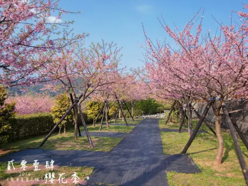 陽明山櫻花 ▌「平菁街42巷櫻花」：北部人必知賞櫻花景點×平菁街櫻花2014/01/29花況