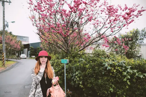 陽明山平菁街42巷的寒櫻