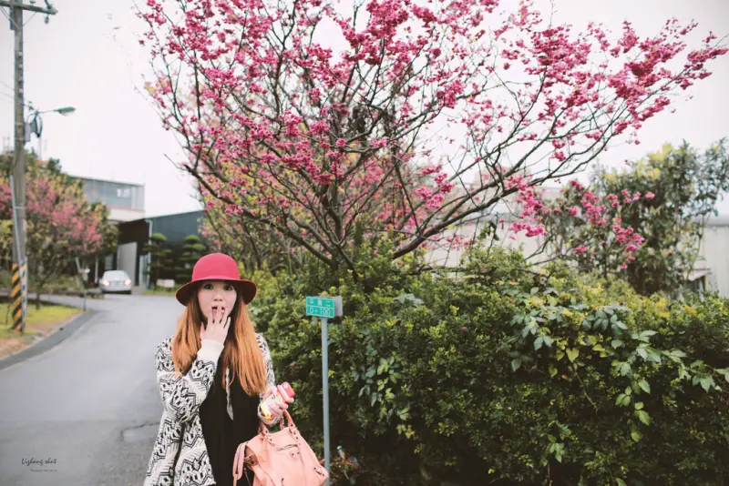 陽明山平菁街42巷的寒櫻