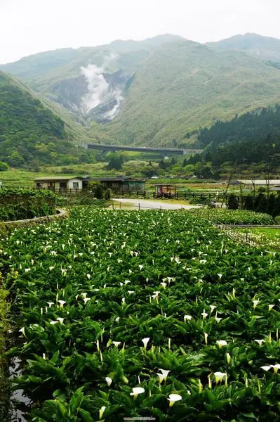 ✡*台北市-北投區/陽明山-竹子湖+小油坑        
      