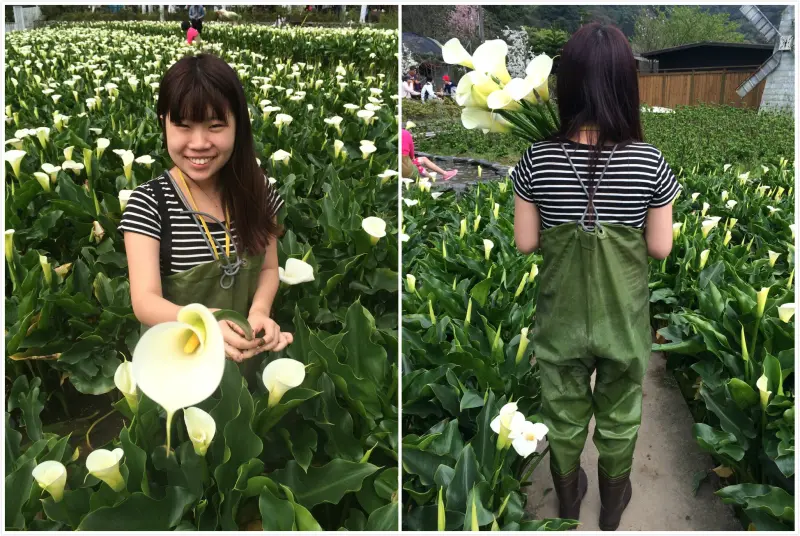 【台北】陽明山當天來回海芋行程秘密基地看日落超滿足