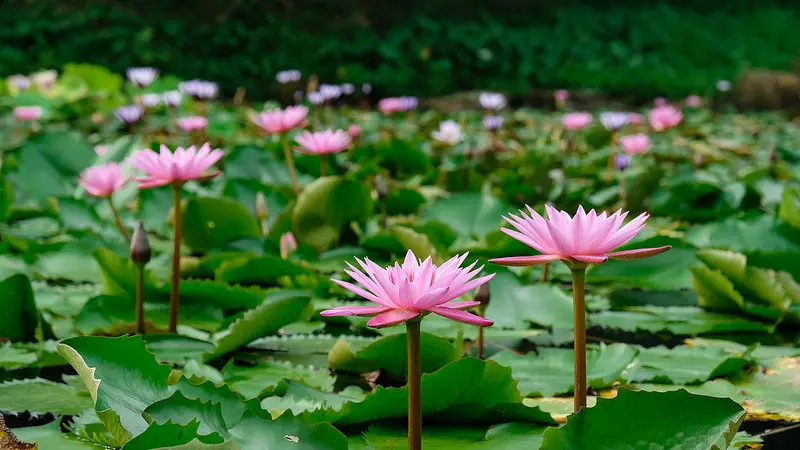 【基隆景點】基隆秘境 瑪陵 苓蘭荷花池親水公園 睡蓮池 富民親水公園 七堵景點 