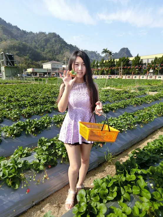 [苗栗景點推薦] 草莓世界一日遊行程推薦  美食 採草莓 親子活動 免費景點 大湖文化館