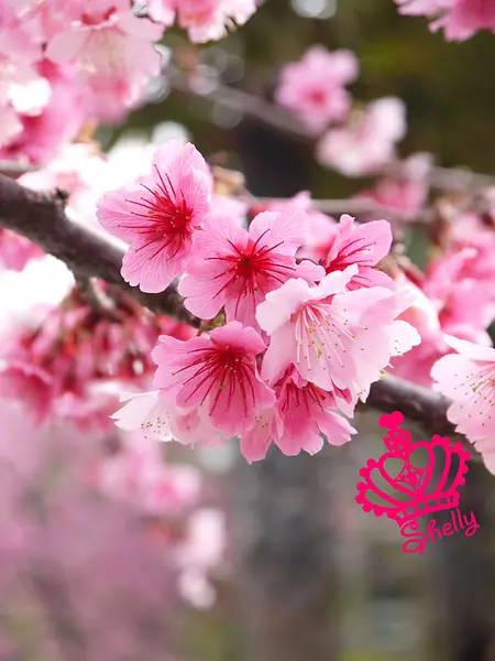 ◆苗栗◆ 意外遇見美到讓人心醉的吉野櫻之巧克力雲莊