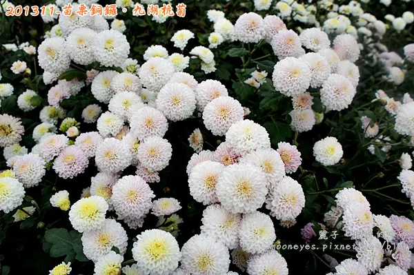 [景點] 苗栗銅鑼。九湖杭菊：菊花撲鼻香，秋收賞菊樂。