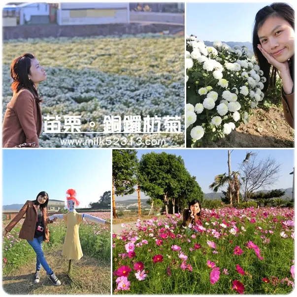 [旅遊日記] 苗栗。2013銅鑼杭菊季♥下雪了，一起沉浸在雪白花海中*