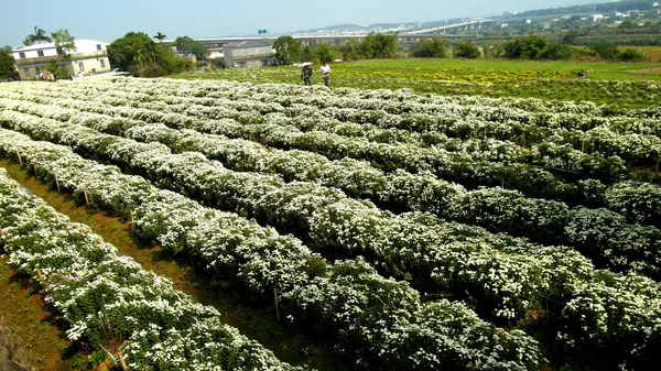 【苗栗】2013杭菊季❤美呆了!!銅鑼下一場白茫茫的秋雪