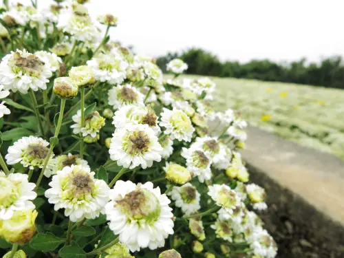 2014銅鑼杭菊芋頭節，銅鑼下雪了!!錯過了就要等明年
