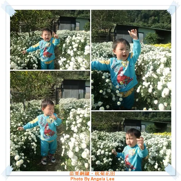 苗栗．銅鑼♡賞杭菊花雪♡