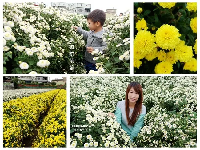 苗栗銅鑼景點 ▶ 2017銅鑼杭菊節 ▶ 杭菊花田景緻美不勝收 還可以順遊彈珠汽水工廠