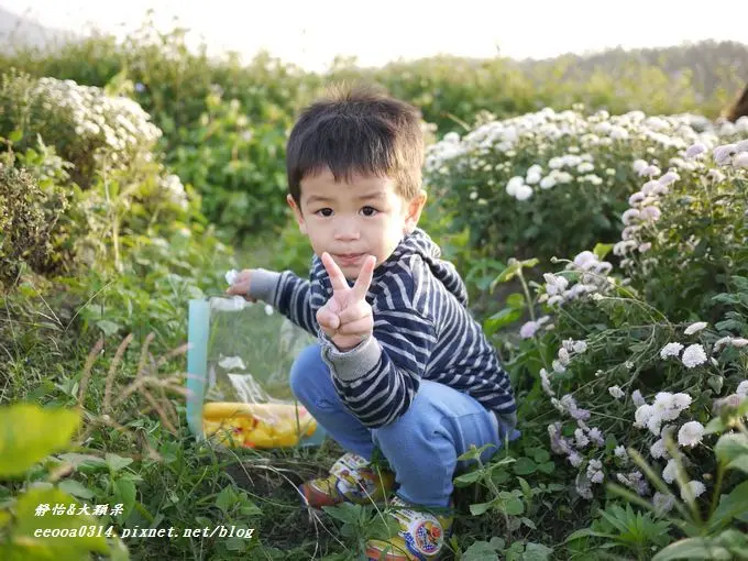  【賞花季】美翻了~白茫茫的花海饗宴♥2013苗栗銅鑼杭菊♥ 