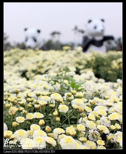 
苗栗.銅鑼-2013苗栗銅鑼杭菊季(賞花/杭菊香腸/炸杭菊/杭菊燒)
