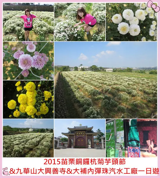 [苗栗銅鑼]2015苗栗銅鑼杭菊芋頭節-菊祥如芋&九華山大興善寺&大補內彈珠汽水工廠通通一次一網打進插旗!!!!