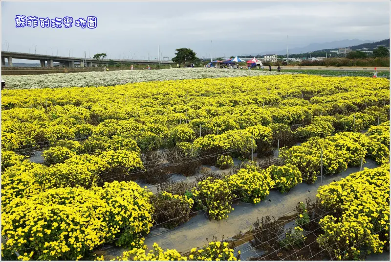 銅鑼杭菊盛開,11月雪飄香