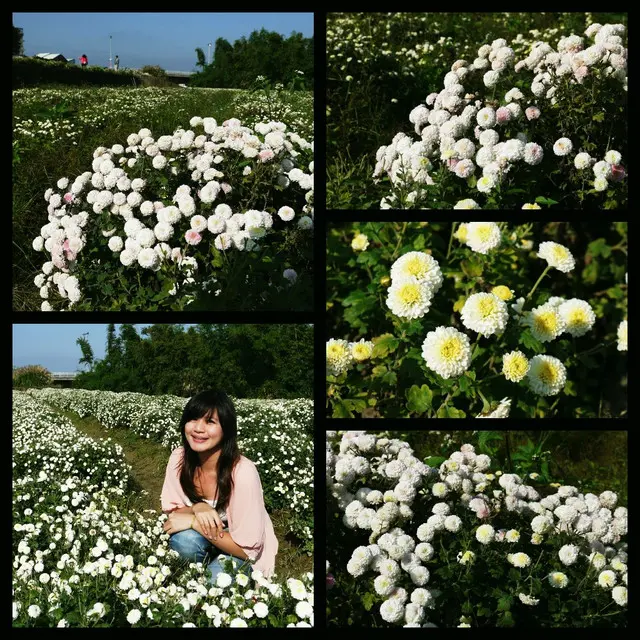 苗栗。銅鑼。杭菊，在雪白花毯與日光相遇。