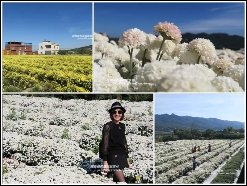 苗栗。季節限定。2018銅鑼杭菊