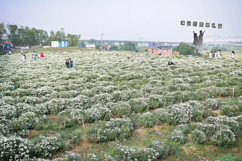 【苗栗景點】2015年苗栗銅羅杭菊季。菊祥如意。苗栗下起11月雪