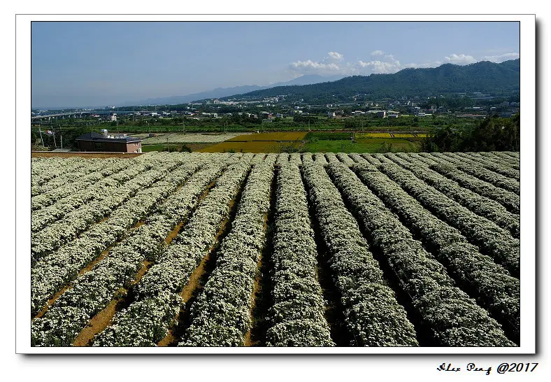 苗栗縣-銅鑼鄉-花現銅鑼 九湖杭菊節
