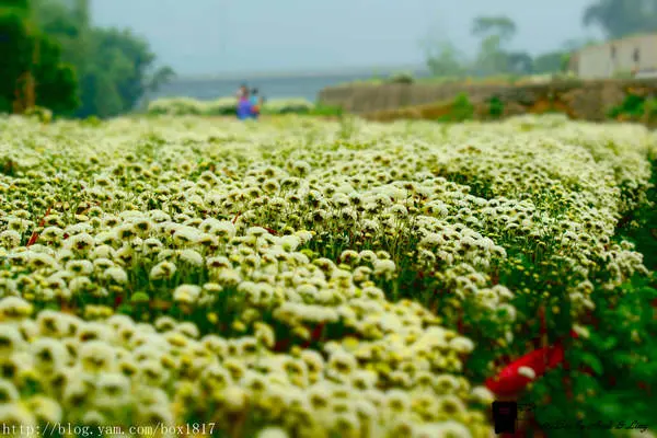 【窩客島。邀約】秋天何處趣。苗栗好好玩。苗栗銅鑼杭菊文化美食體驗DIY一日遊。苗栗粄食體驗遊程（上）