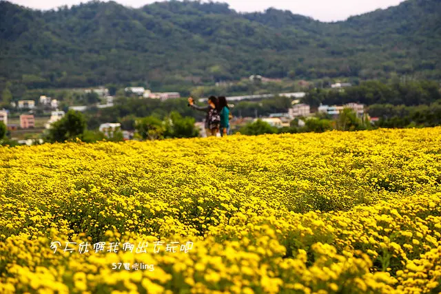 [苗栗⊙銅鑼]2017賞杭菊開跑囉。就像一張正在繪製的大地油畫般充滿了生氣