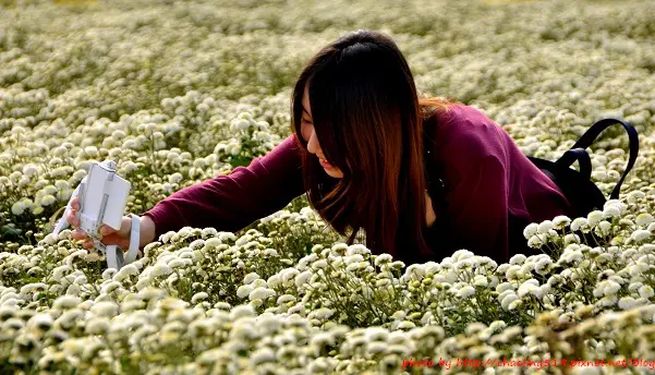 【銅鑼 / 賞花】暖冬雪景 - 2015「菊祥如芋」杭菊芋頭節