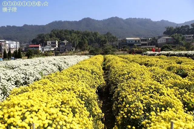 2019苗栗銅鑼杭菊芋頭節&菊祥如芋&苗栗後龍半天寮好望角～