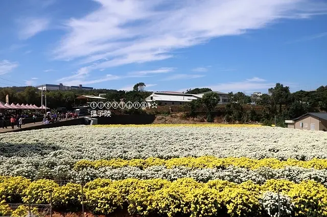 2020苗栗銅䥯杭菊芋頭節｜花現銅鑼｜九湖農場休息站｜銅鑼邱家古厝（杭菊）～