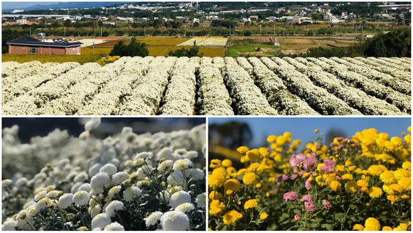 圓圓家出去玩-《苗栗銅鑼》深秋11月雪超浪漫，雪白ㄧ片好美麗 《季節限定》2019苗栗銅鑼杭菊芋頭節