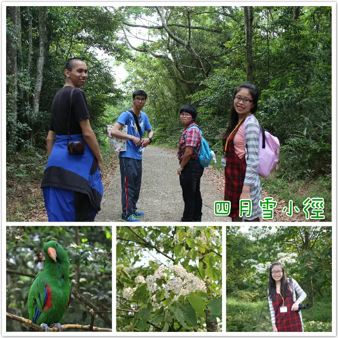 //苗栗景點//四月雪小徑。桐花怎麼不見了