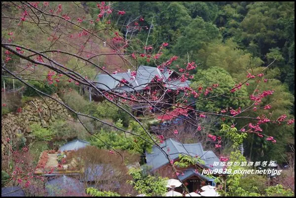 苗栗。南庄碧絡角花園咖啡民宿賞櫻花喝下午茶