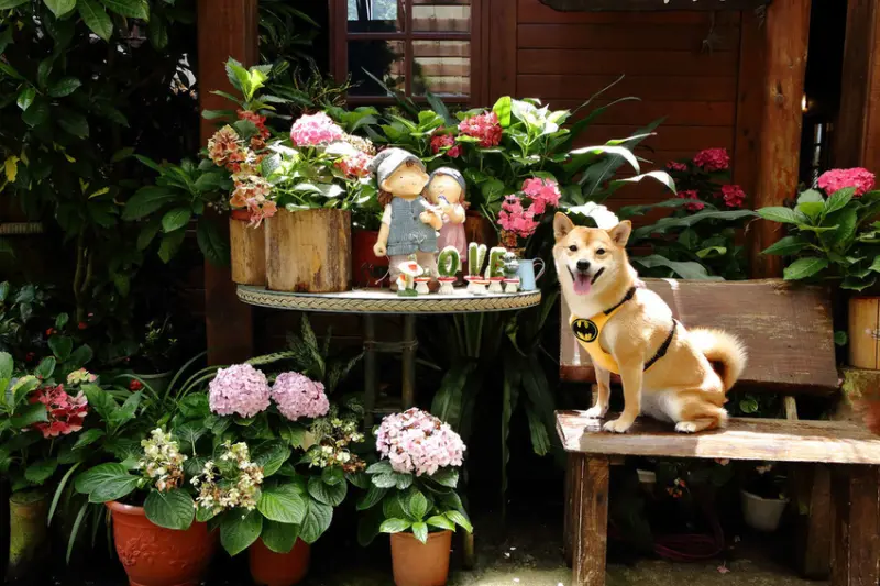 【遊。苗栗】南庄碧絡角花園咖啡〜隱身於山林中的秘密花園，四季如畫的花海，浪漫造景拍不完！