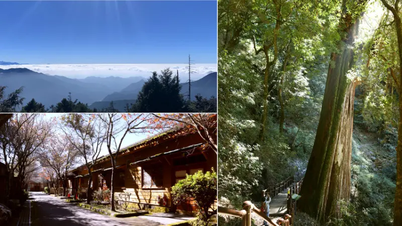 台中和平｜大雪山國家森林遊樂區｜小神木一點也不小．遠眺群山雲海大景