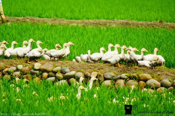 【苗栗。苑裡】呱呱呱。稻間鴨小鴨幫耕米。稻鴨庄生活農場