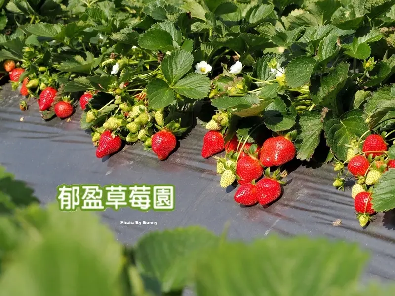 【苗栗】大湖郁盈草莓園 拉邦山郊小邦高冷草莓 / 抓住草莓季的尾聲