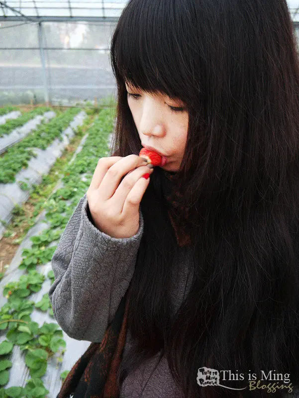 【苗栗大湖│遊記】又到了採草莓的季節了～春不老農園採莓趣！