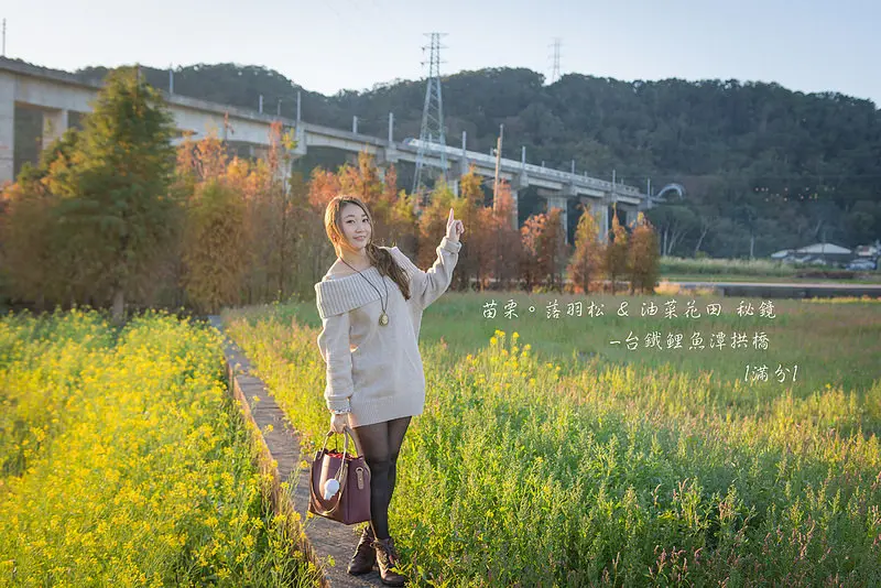 【苗栗。三義景點】台鐵鯉魚潭拱橋(新山線) / 美麗油菜花田 & 落雨松秘境 / 鐵道迷必訪 ~ 人像最美的背景版