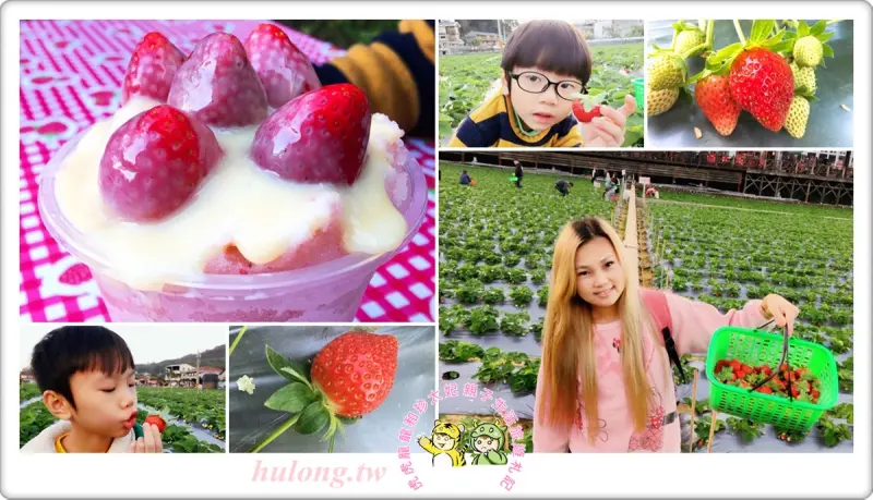 苗栗大湖採草莓一日遊【大湖酒莊】2017大湖草莓季節價格! - 虎虎龍龍*珍太妃