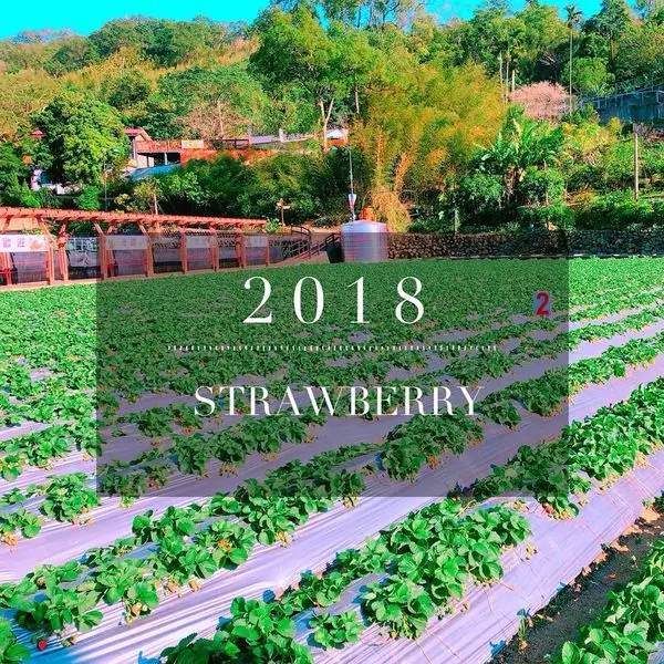 苗栗一日遊｜2018大湖酒莊、業順草莓農場