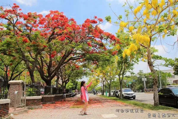 【台南景點】成功大學自強校區~阿勃勒鳳凰花齊開，兩花合奏耀眼奪目美艷動人~把握花期來欣賞美景        
      
