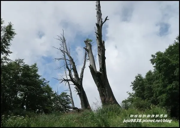 南投。塔塔加遊客中心餐飲部。夫妻樹。塔塔加步道
