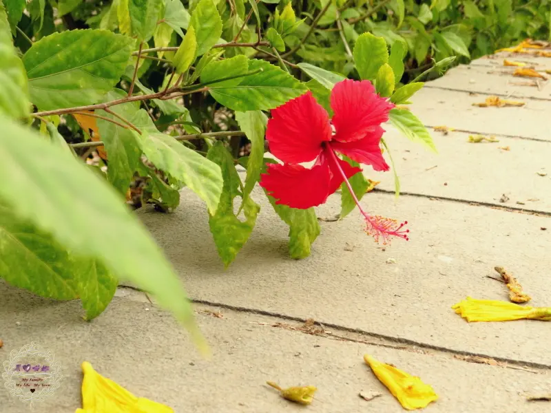 2015.03.10 -【台南】億載金城　悠遊細雨中的古城、賞奇樹、觀艷花，與春神來場美麗邂逅吧！！