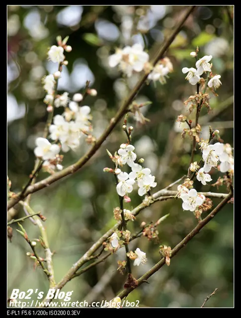 
台南.楠西-梅嶺追梅去(西拉雅國家風景區內)
