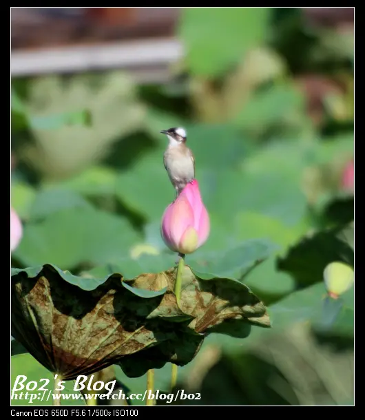 
台南.白河-蓮花(水蓮)公園拍荷花(20130601花況)
