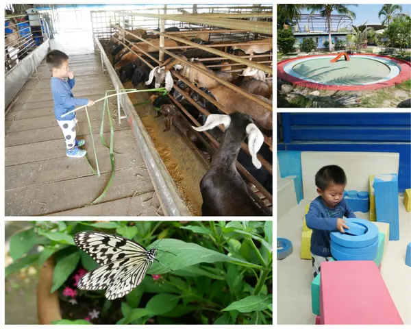 [台南]蝴蝶雙雙飛上花，亞力山大蝴蝶生態教育農場賞蝶、控窯、烤肉、餵羊咩咩、玩水玩沙/台南玩水戲水親子景點