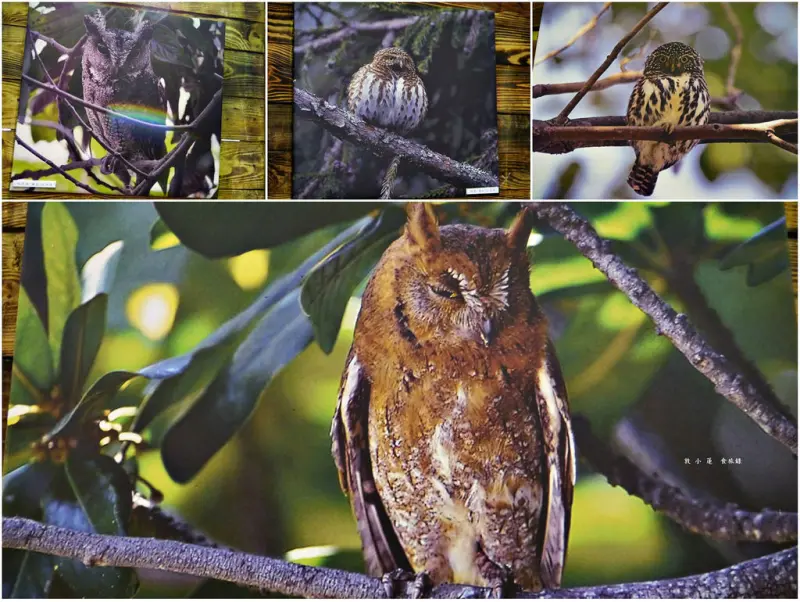 【台南‧七股】七股鹽山‧幸福的OWL秘，貓頭鷹收藏展
