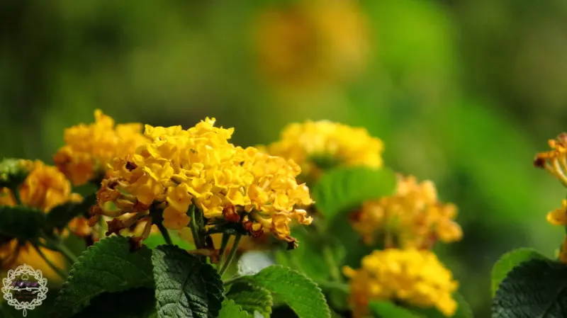 【攝影】2014.01.08 - 衛武營練習（Canon SX50 HS）