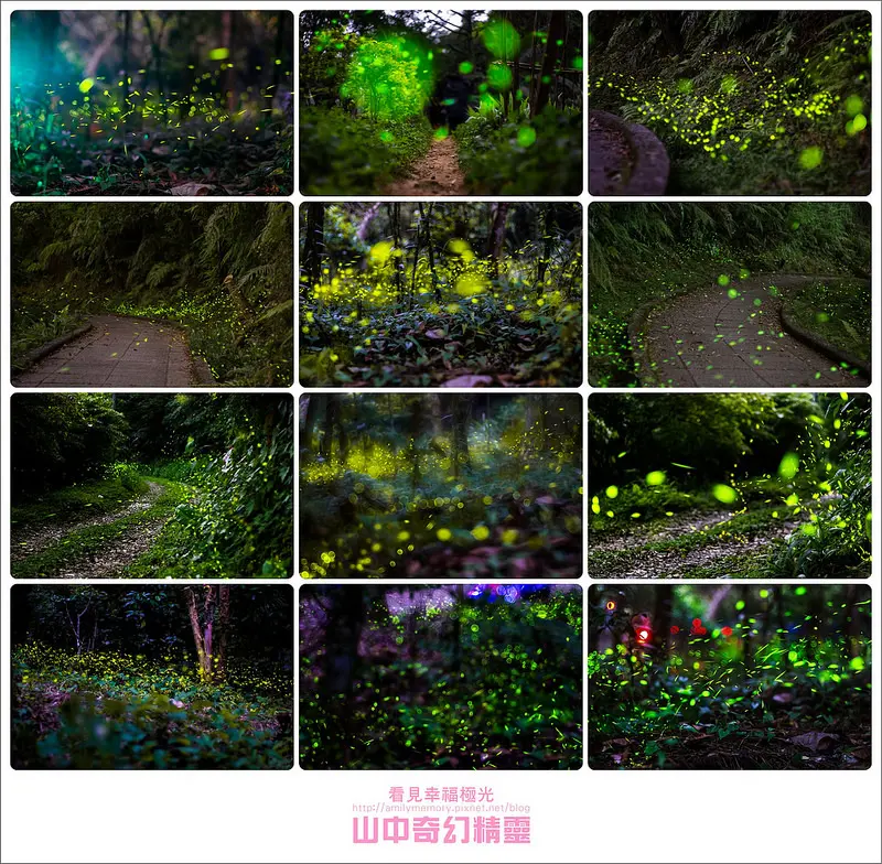 ╠攝影╣山中奇幻精靈-螢火蟲拍攝教學(DC一般數位相機/單眼/微單教學）