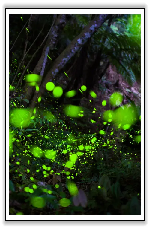 在台灣我居然看見幸福極光-螢火蟲的幸福光芒